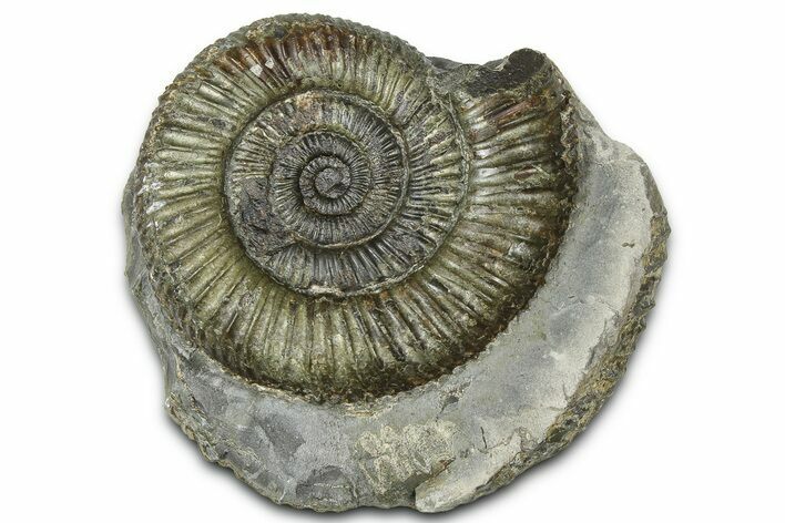 Jurassic Ammonite (Dactylioceras) Fossil - England #362485